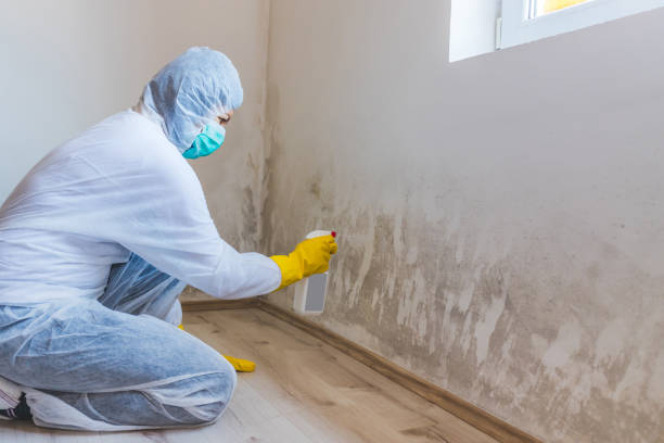 Licensed Mold Removal service in Deerfield, MI - Mold Remediation HQ