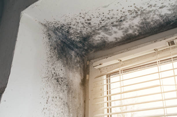 Affordable Mold Removal solutions in Deerfield, MI